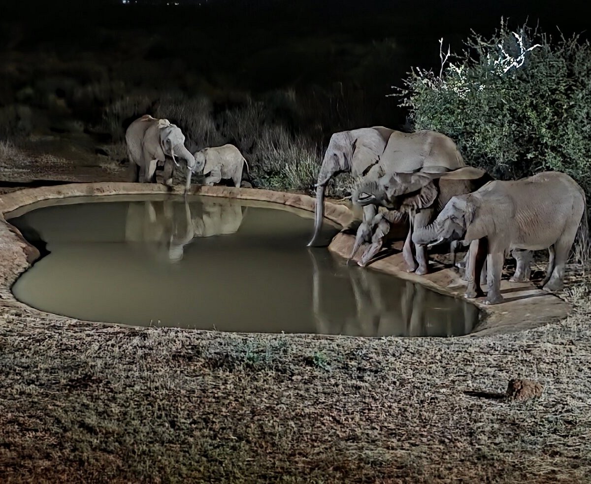 ELEPHANT GEORGE CAMP AMBOSELI