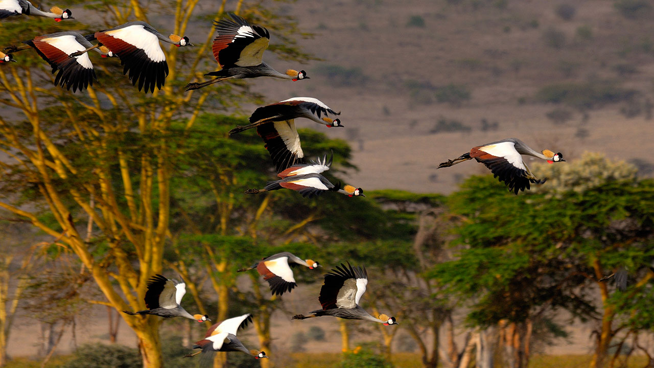 ELEWANA LEWA SAFARI CAMP